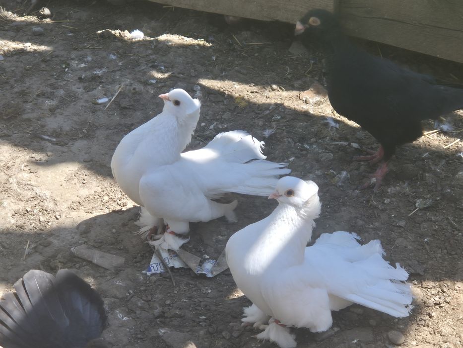 Porumbei de ornament rostovi si sibeieni