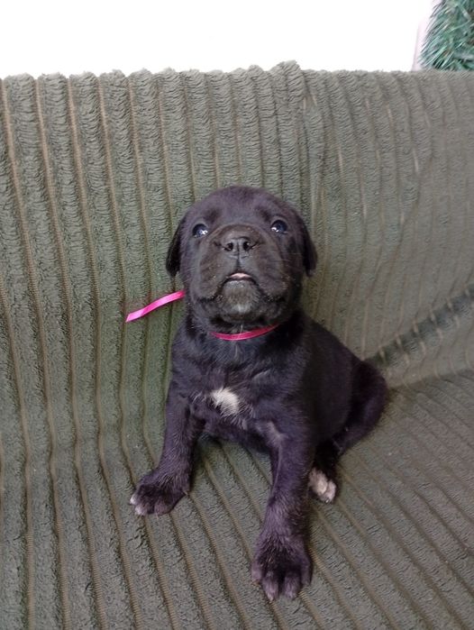 Кане Корсо Cane Corso Italiano