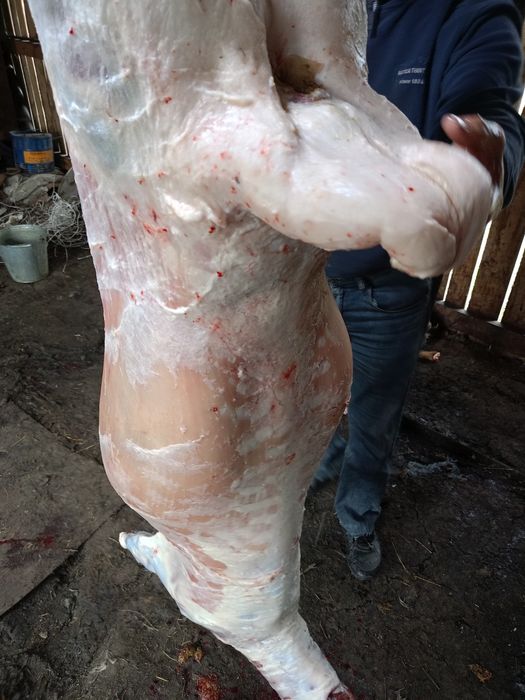 Продам жирных овечек.