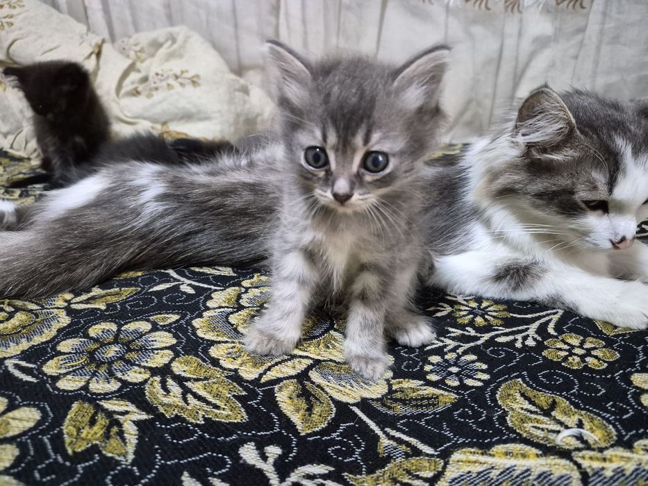 Котята добрые хорошие лучшие