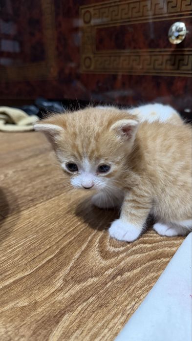 Вислоухие котята