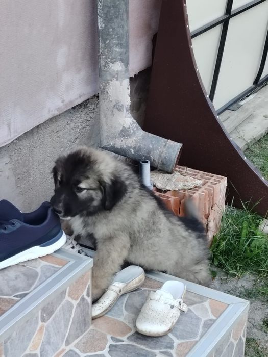 Cățeluși Carpatini
