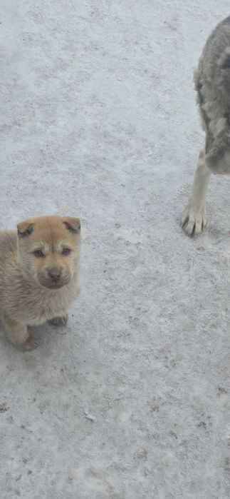 Щенка девочку  в хорошие руки