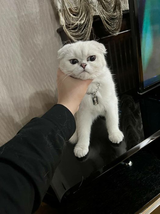 Красивая шотландская шиншилла