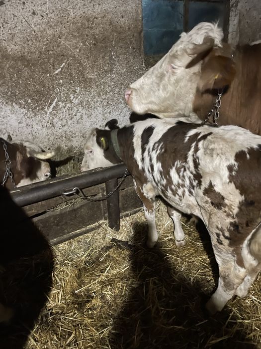 Vand doi tauras frumos