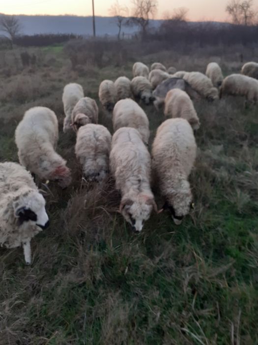 Vind sau schimb 20 oi