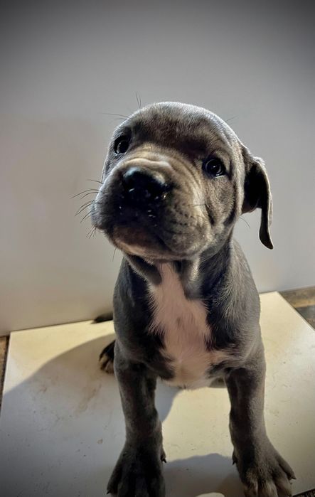 Продавам бебета Кане Корсо