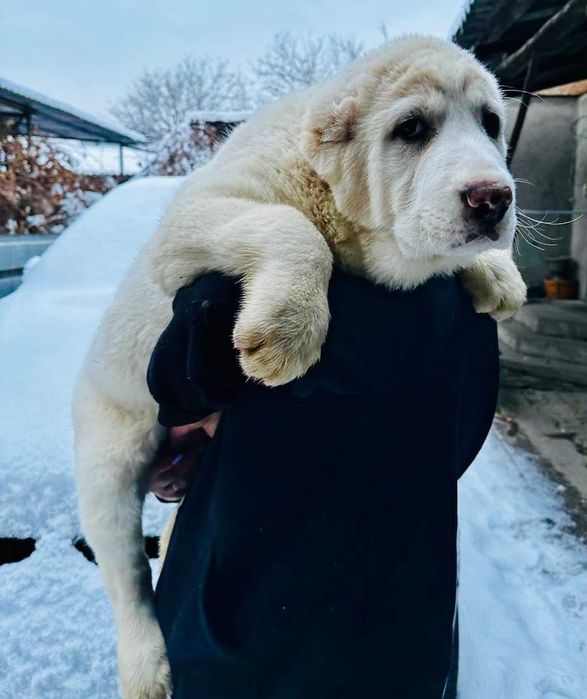 Шикарные кобели САО