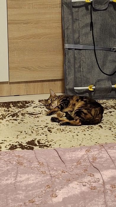 Кошечка - бенгал