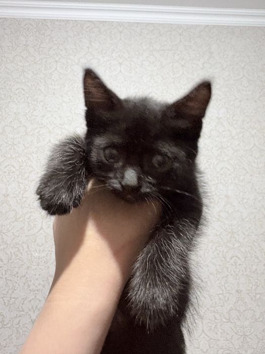 Ищем котенку дом, от роду месяца даже нет