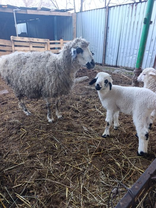 Матка монгольская с ягненкам