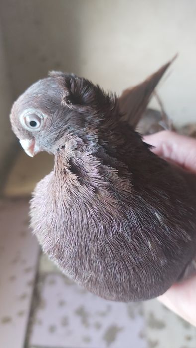 Голуби  Кептер  красный чубатый самец