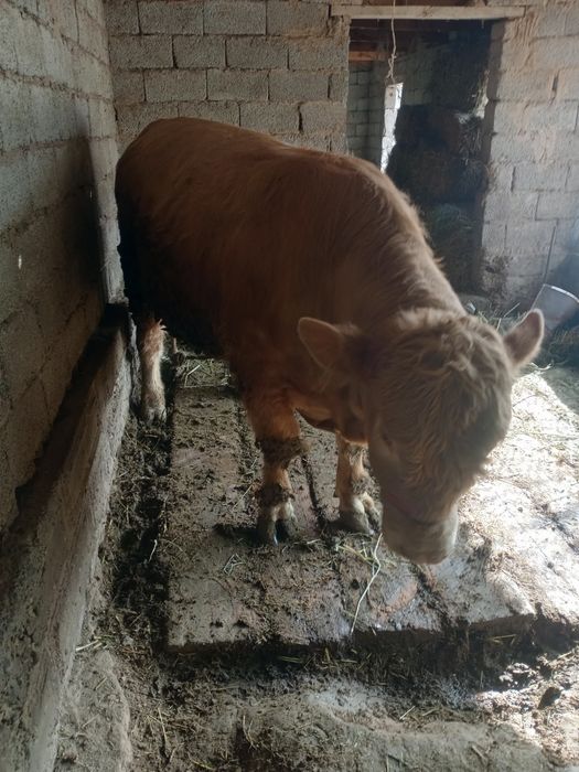 Бұқа сатылады семіз