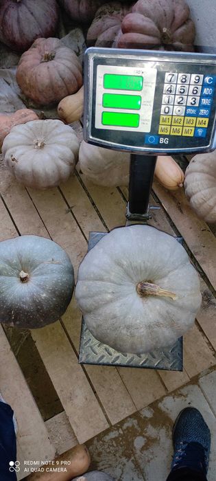 Тиква бяла,сампсон