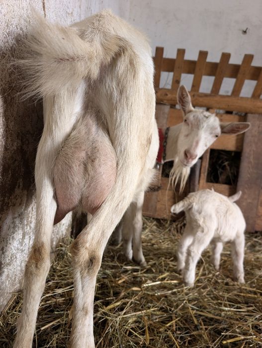 Capre și ieduțe Saanen de Vânzare