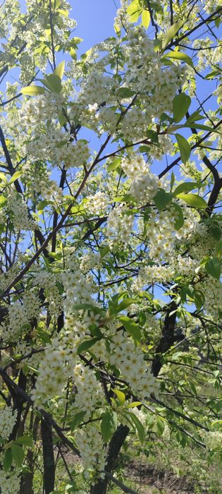 Продам участок 25 соток в с.Топиха