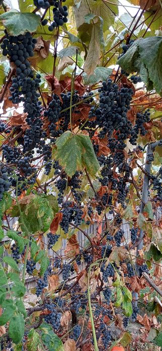 Vand struguri si prune