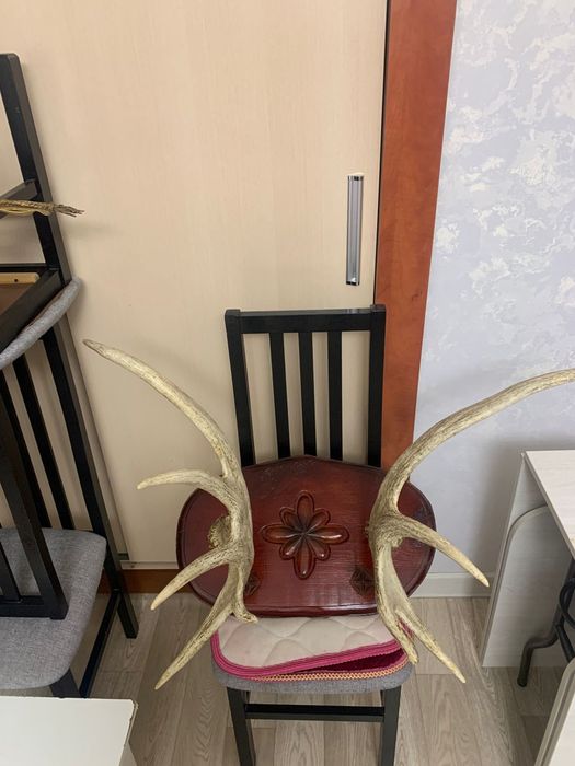 Продам Оленьи рога реальному клиенту уступлю оригинал