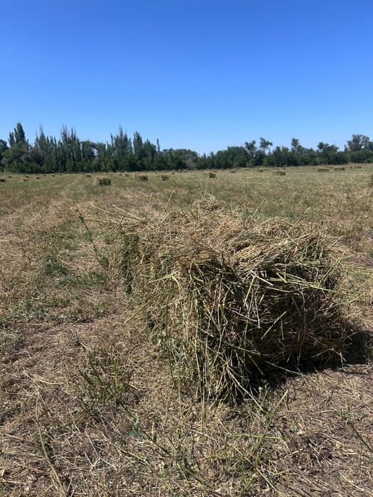 Жоңыршқа таза, дәріленбеген 100%