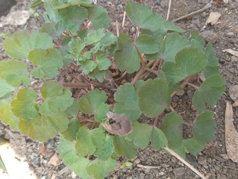 Многолетние цветы