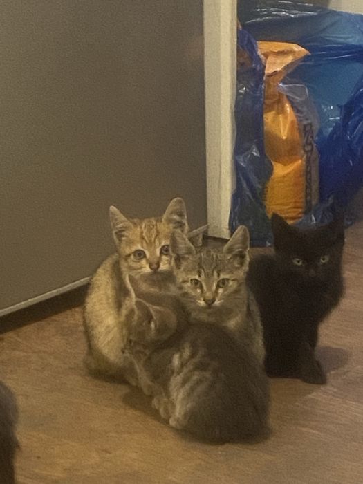 Отдам котят в хорошие руки