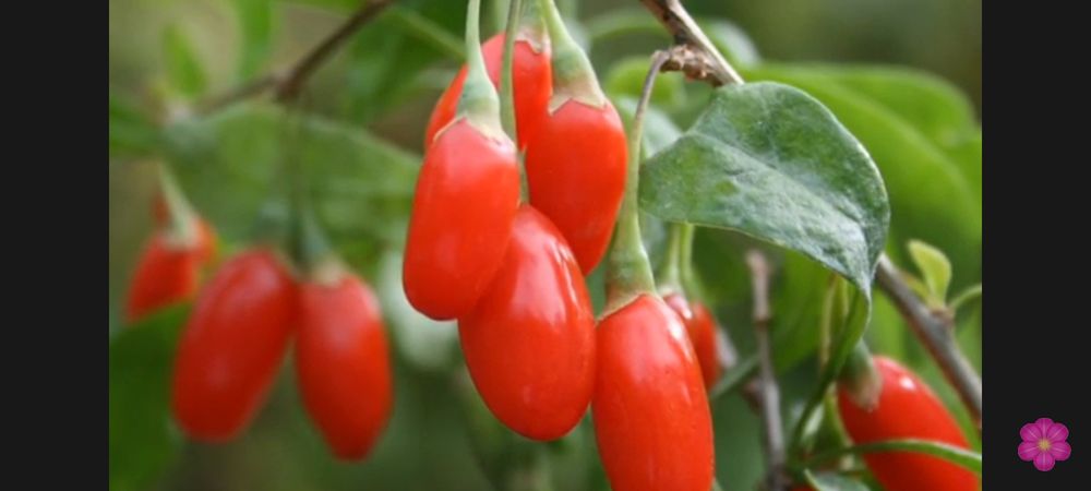 Годжи кучатлари сотилади