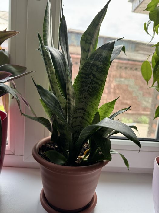 Продам комнатные растения