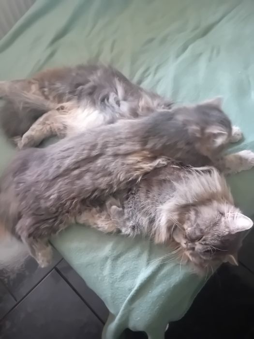 Персиец мъжки котарак