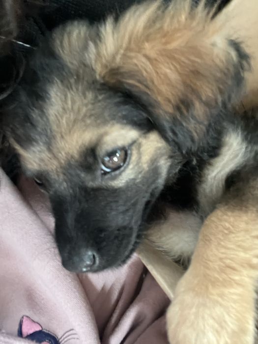 Потерялся щенок барсик