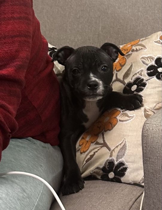 Staffordshire Bull Terrier femela