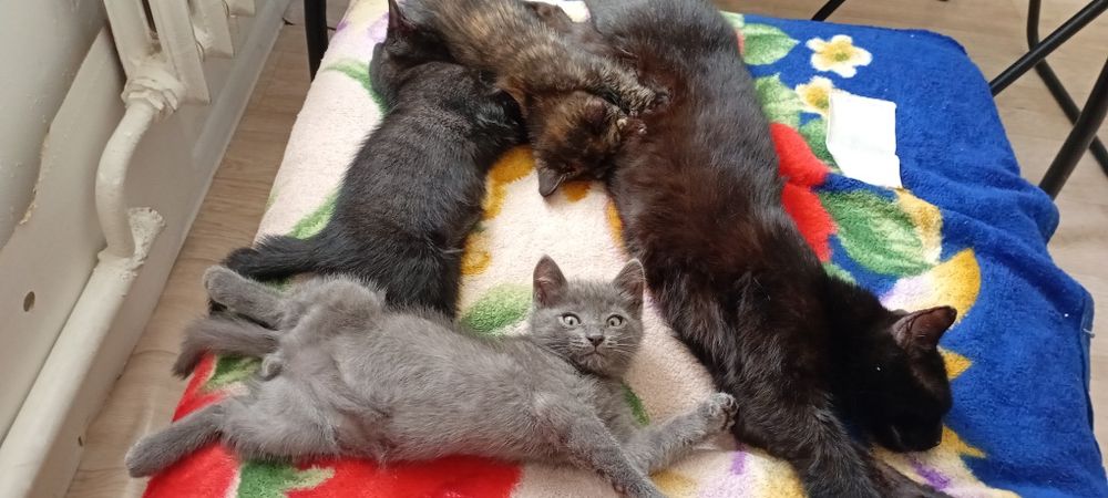 Двухмесячный котенок