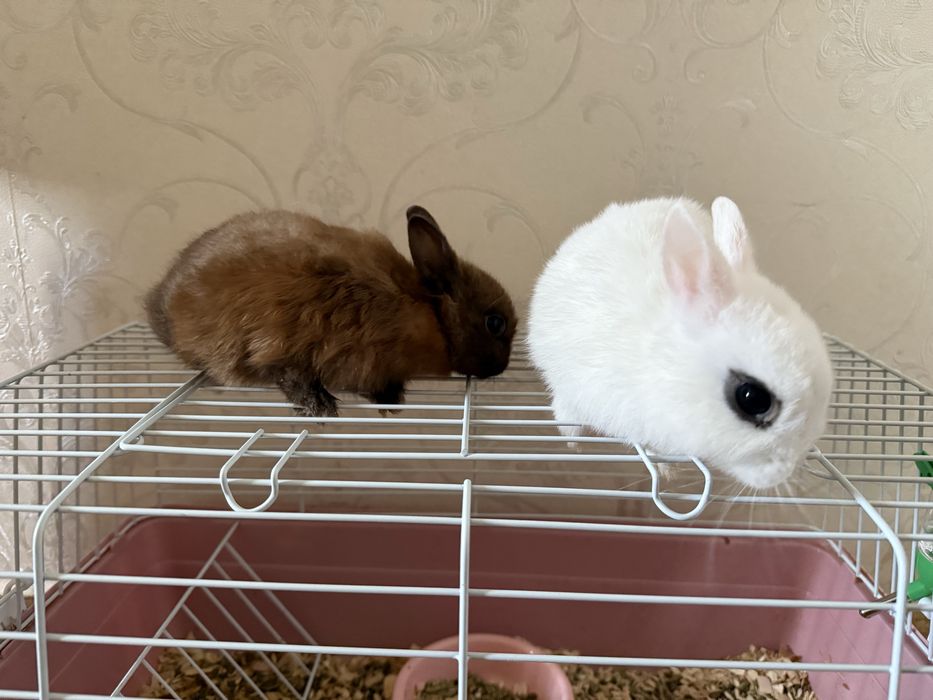 Декоративный куйончалар сотилади