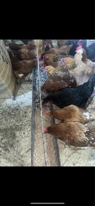 Яйцо домашнее свежее