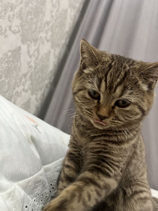 Отдам в хорошие руки кошечку британку