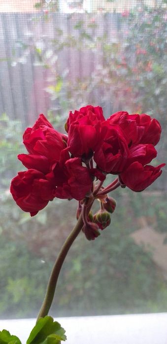 Сортовые пеларгонии