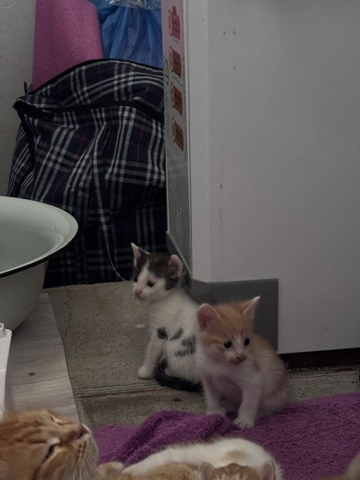 Отдам котят в добрые руки