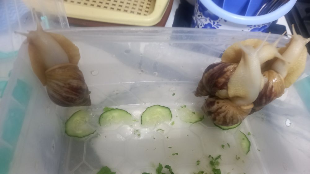 Улитка сатылады 4 еу