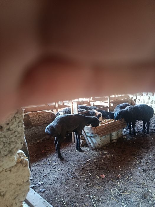 Qoylar sotiladi qochqorlar va ona qoylar