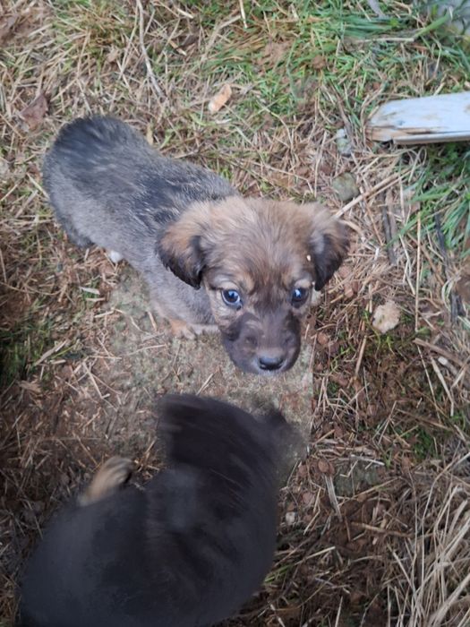 Catelusi pentru adoptie