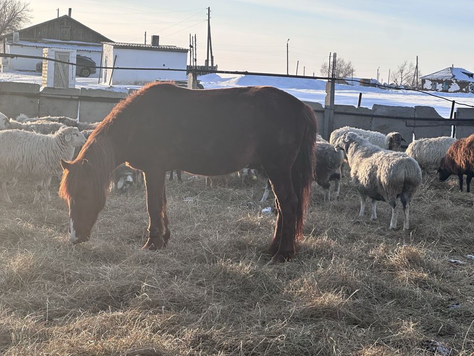 Айғыр сатылады қазақи парода