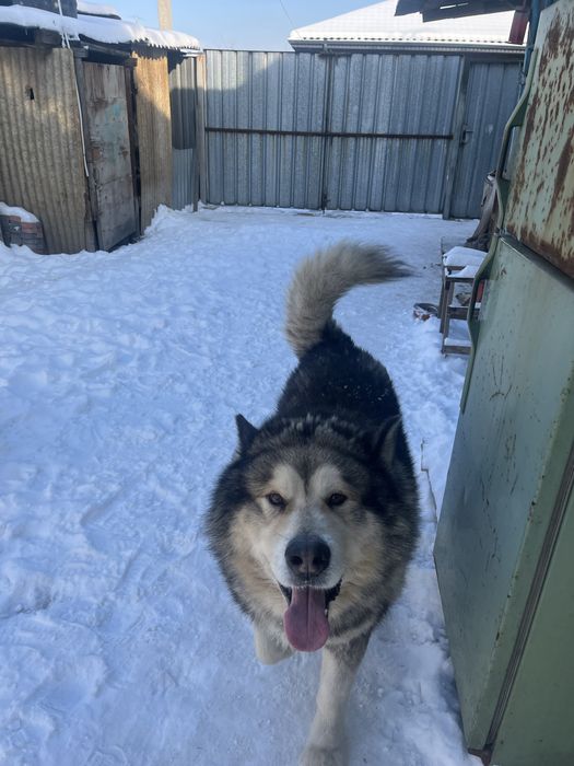 Аляскинский Маламут Вязка