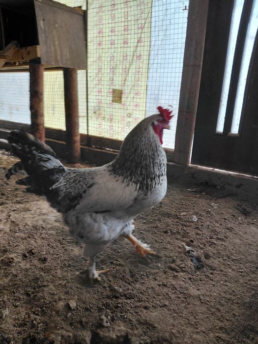 Қораздар Брамма. ЛЕГОРН АДЛЛЕР