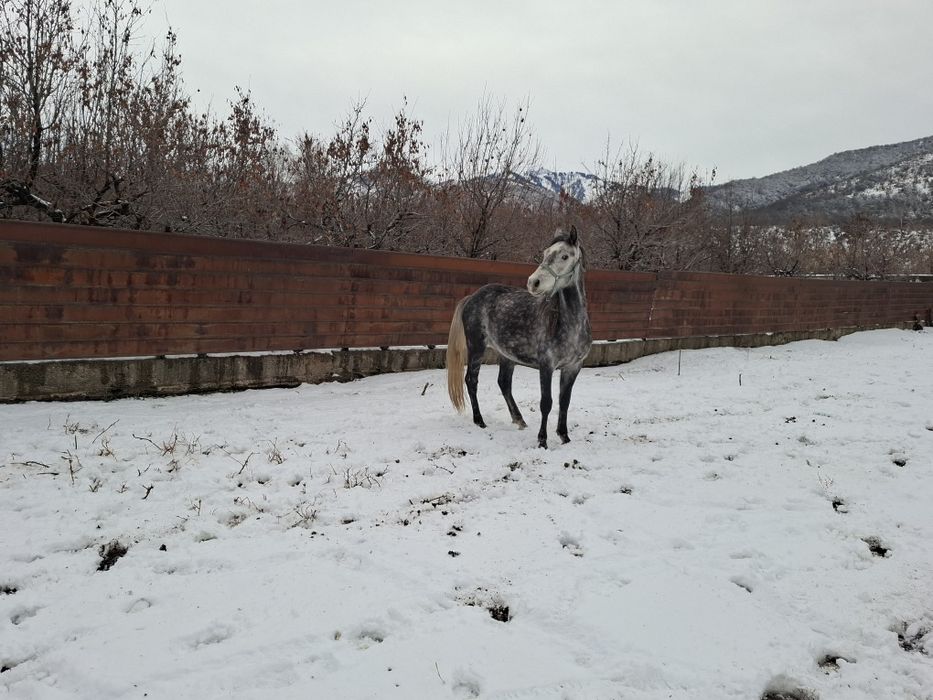 Жеребец Американский рысак