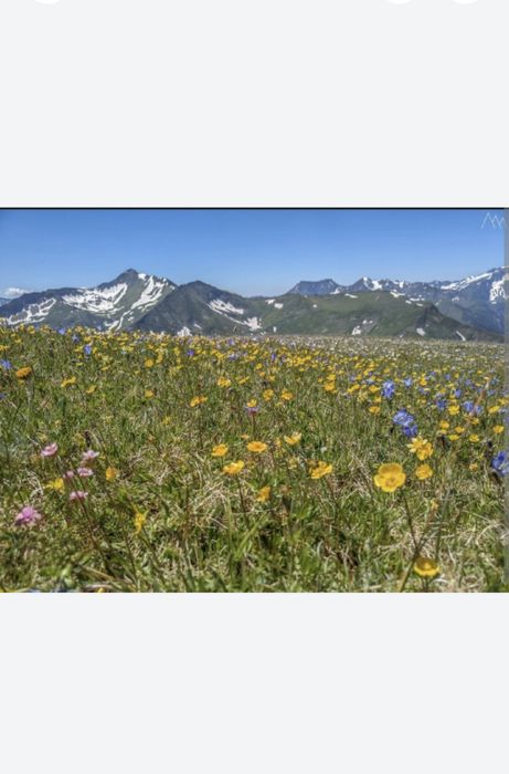 Мёд. Тарбағатай балы