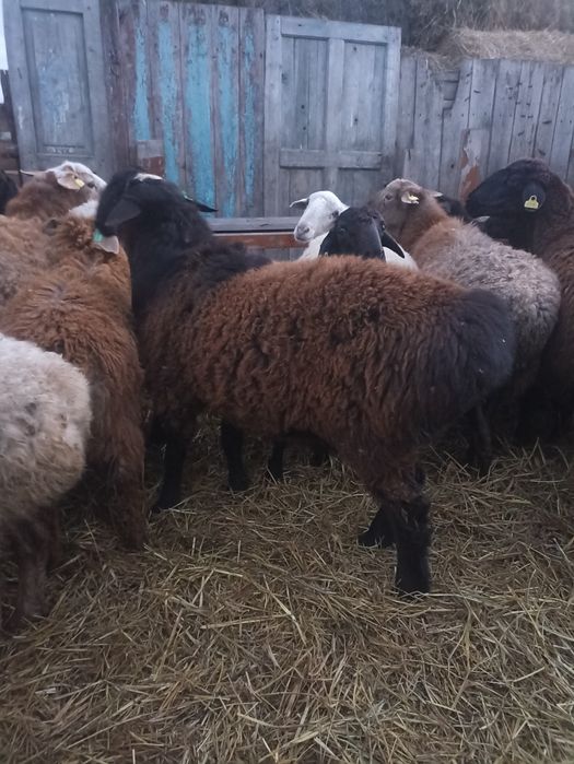 Кошкар Гиссар-Еділбай