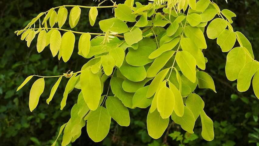 Ploaie de aur -Laburnum salcam galben salcam rosu