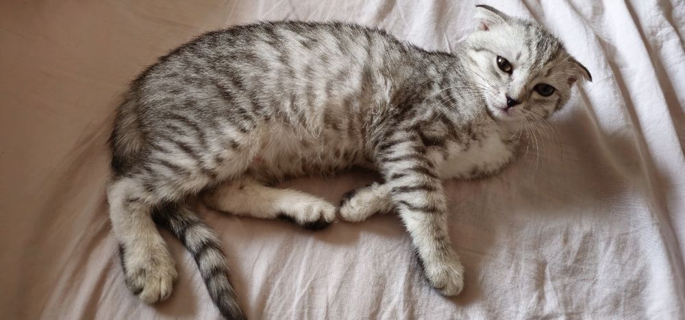 Вислоухи котенок девочка