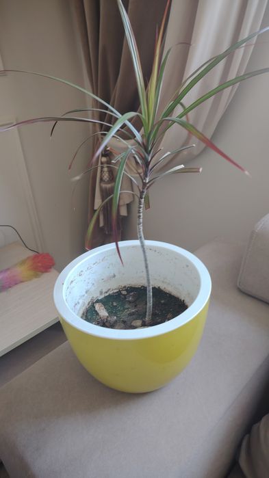 Срочно продам алое