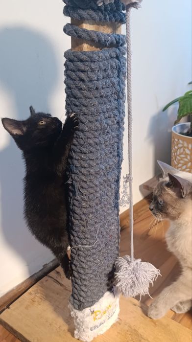 Чёрный котёнок — отдам даром в добрые руки!
Малышу 1 месяц.
Он ласковы