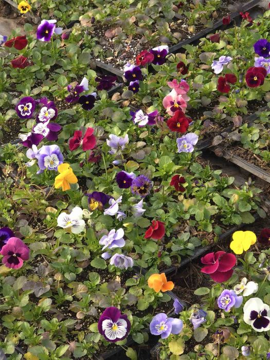 Теменужки /  Виоли промоционална цена 0.30€